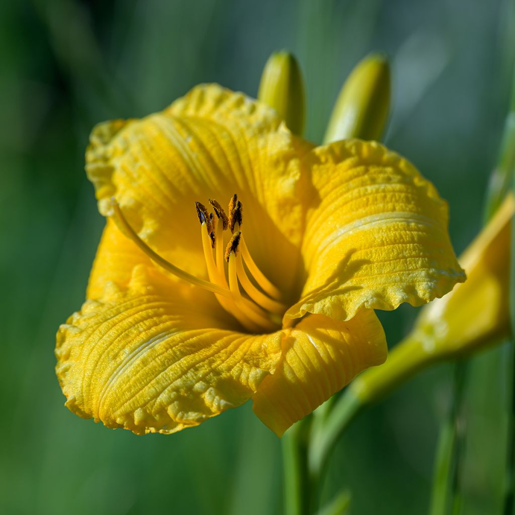 Hémérocalle Stella de Oro - Lis d'un Jour jaune