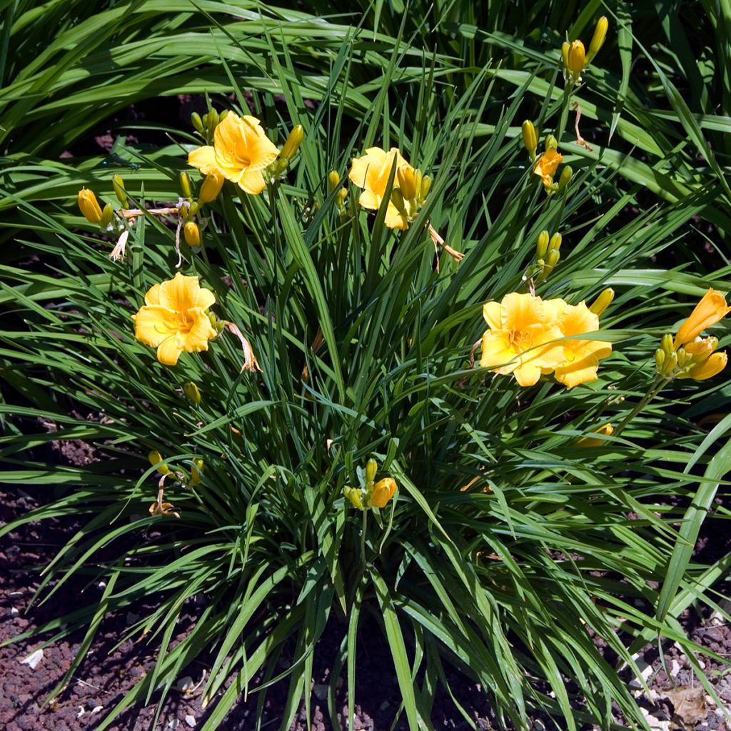 Hémérocalle Stella de Oro - Lis d'un Jour jaune