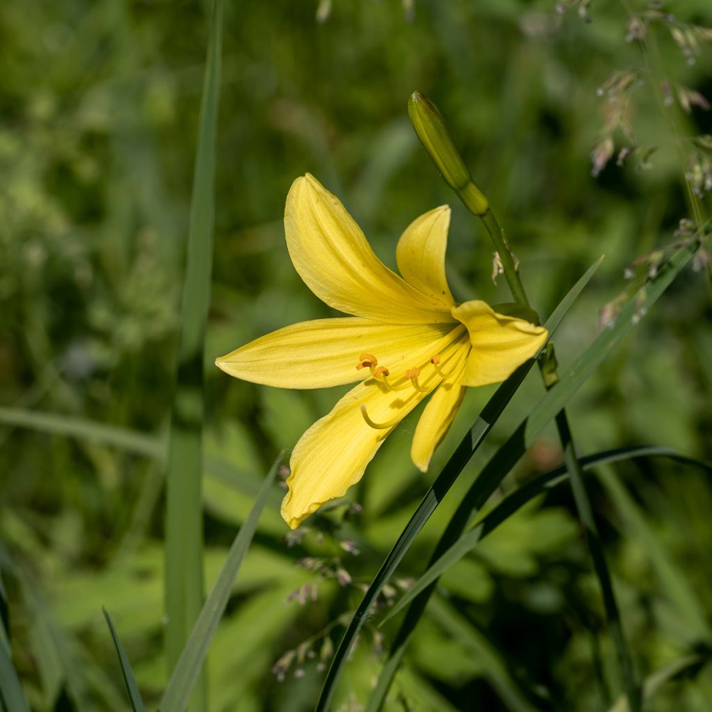 Hémérocalle lilioasphodelus - Lis d'un Jour