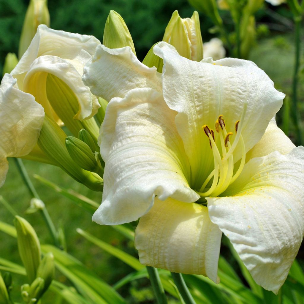 Hémérocalle ou hemerocallis Gentle Shepherd