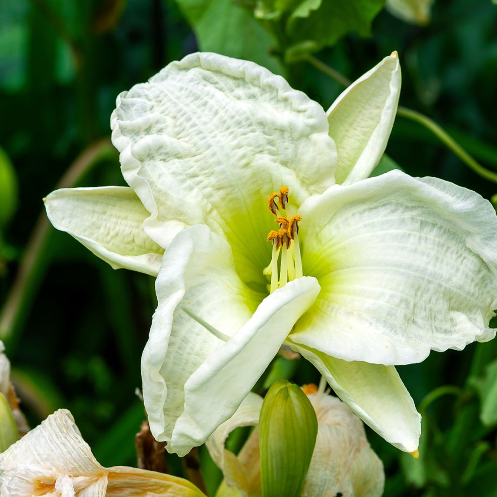 Hémérocalle ou hemerocallis Gentle Shepherd