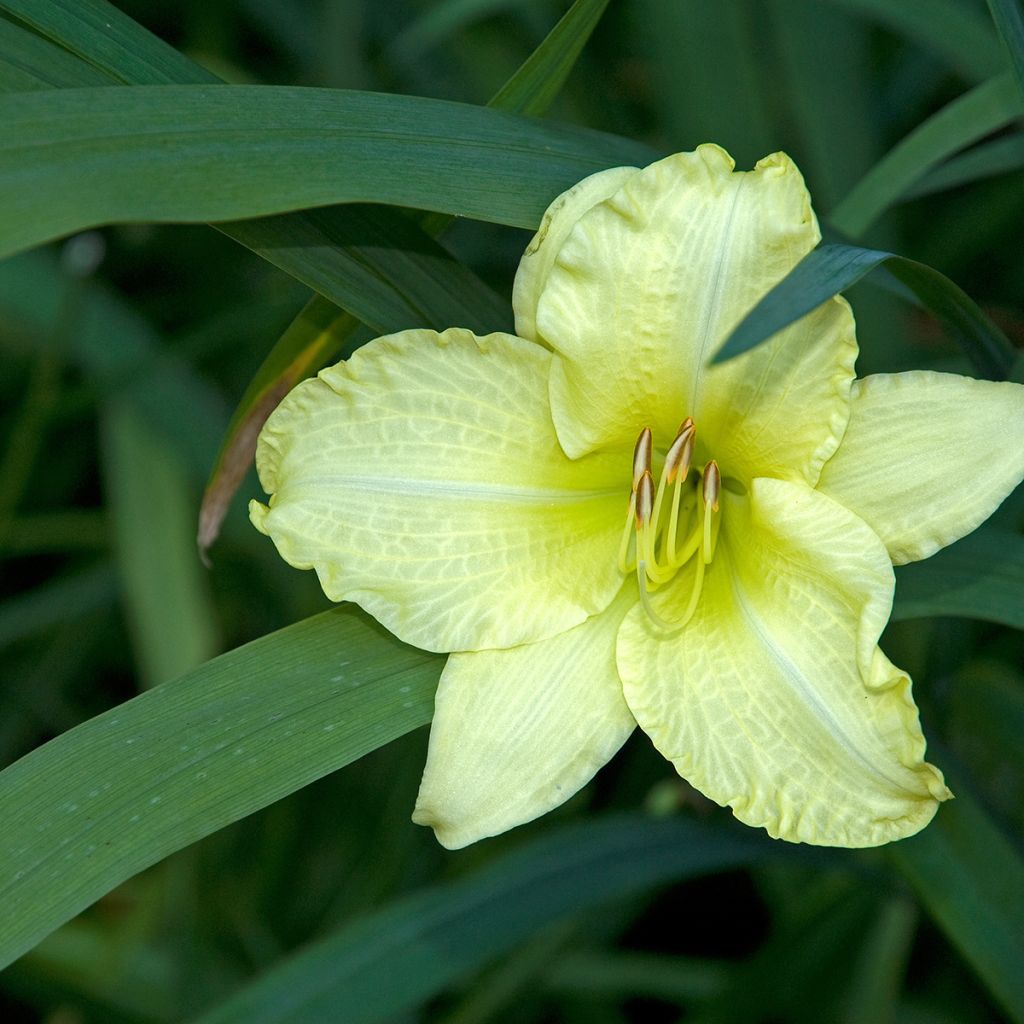 Hémérocalle ou hemerocallis Gentle Shepherd