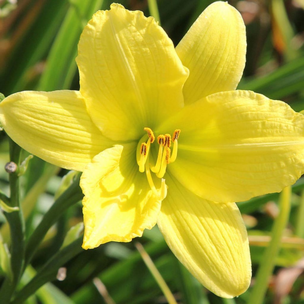 Hémérocalle Green Flutter - Hemerocallis Green Flutter