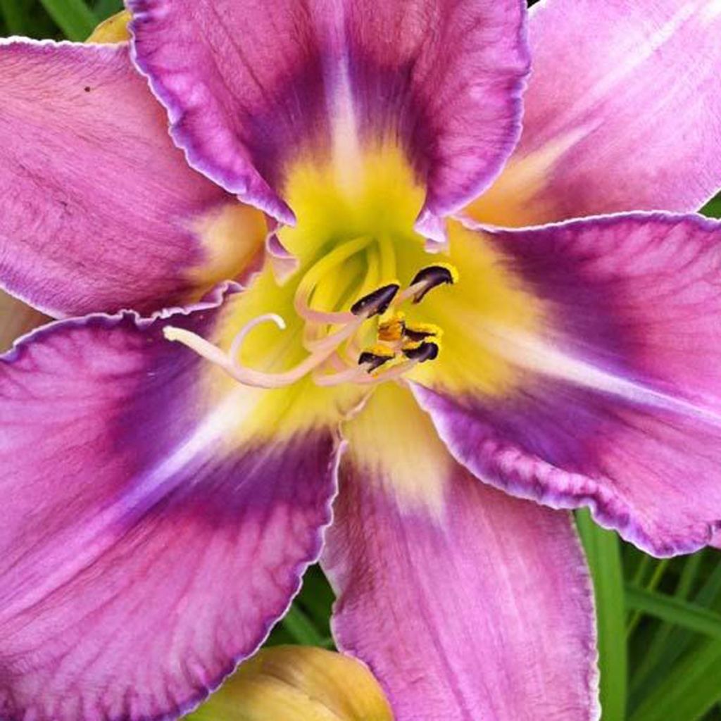 Hémérocalle Mildred Mitchell - Hemerocallis Mildred Mitchell