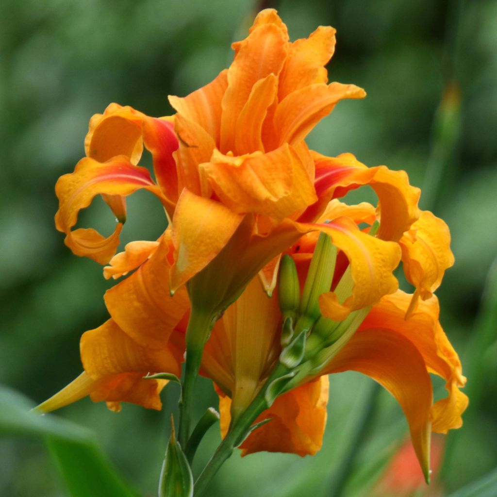 Hemerocallis fulva Flore Pleno - Hémérocalle fauve double - Lis d'un jour