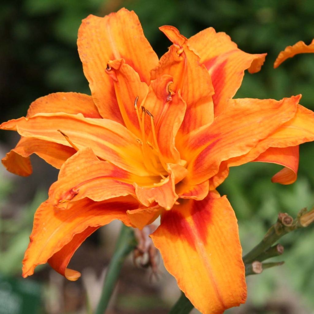 Hemerocallis fulva Flore Pleno - Hémérocalle fauve double - Lis d'un jour