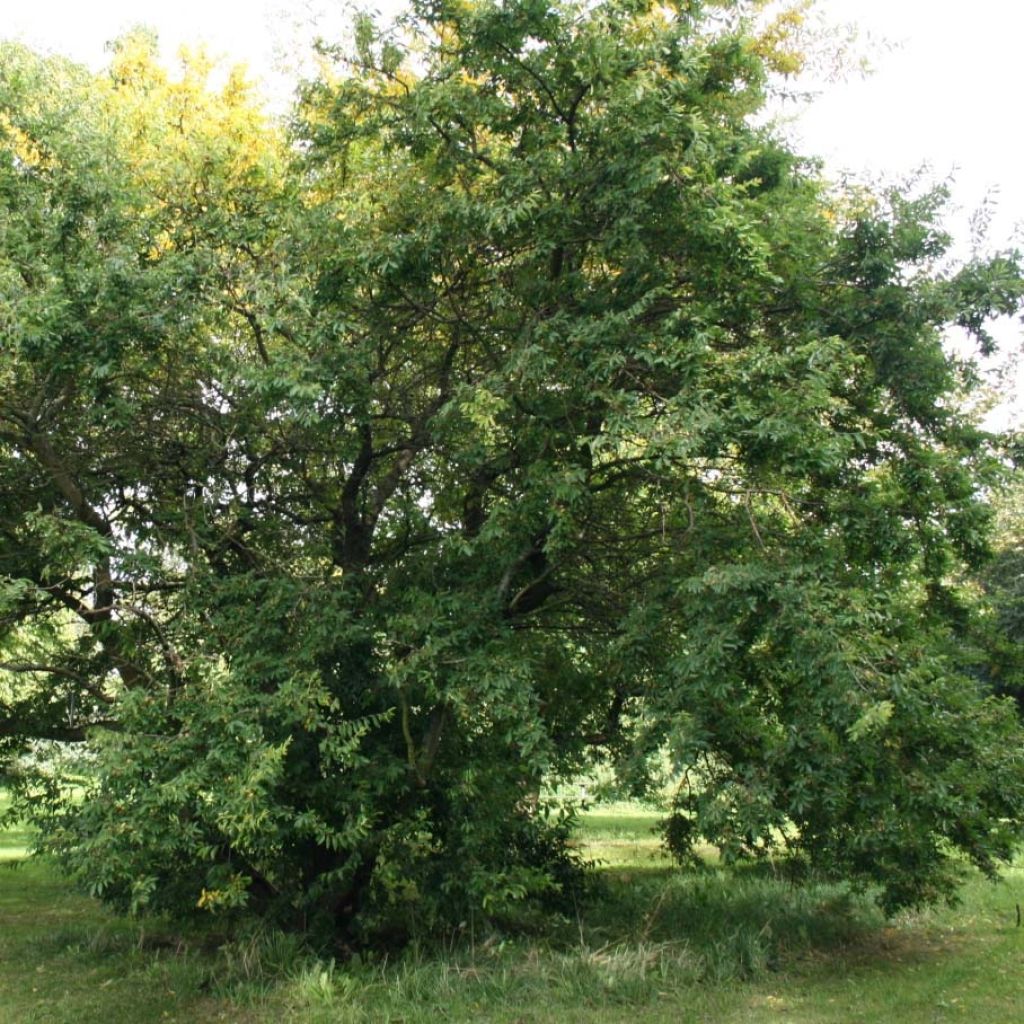 Hemiptelea davidii - Orme chinois épineux