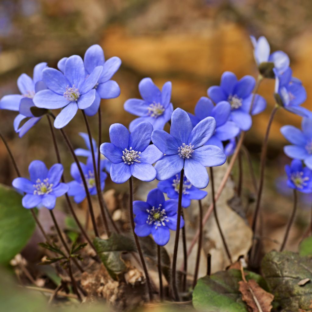 Hepatica nobilis - Anémone Hépatique