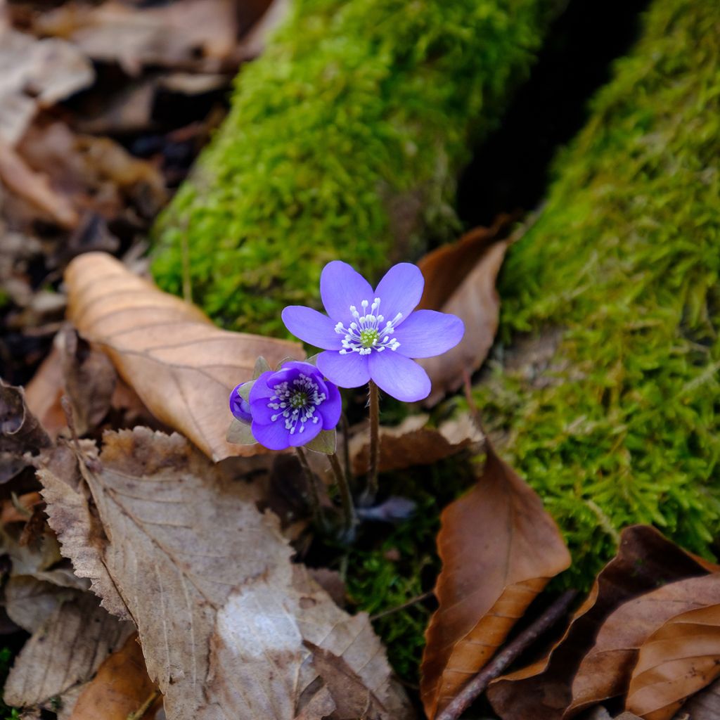 Hepatica nobilis - Anémone Hépatique