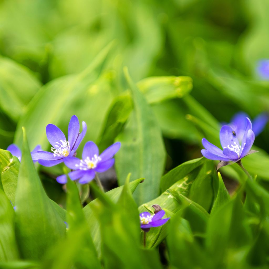 Hepatica nobilis - Anémone Hépatique