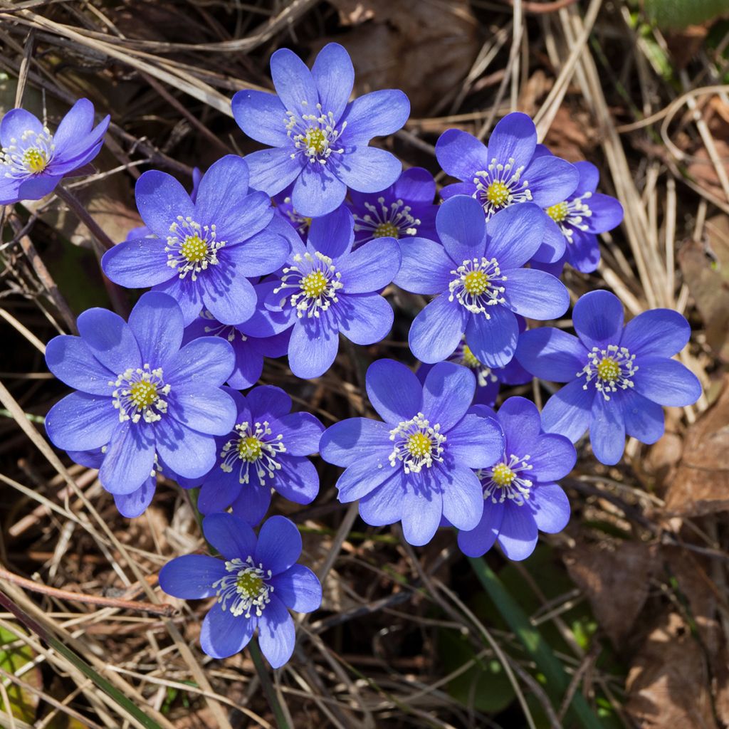 Hepatica nobilis - Anémone Hépatique