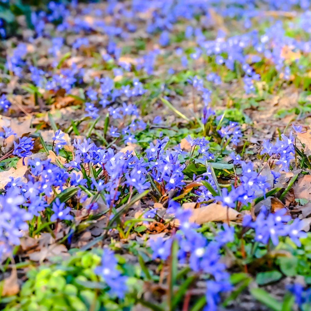 Hepatica nobilis - Anémone Hépatique