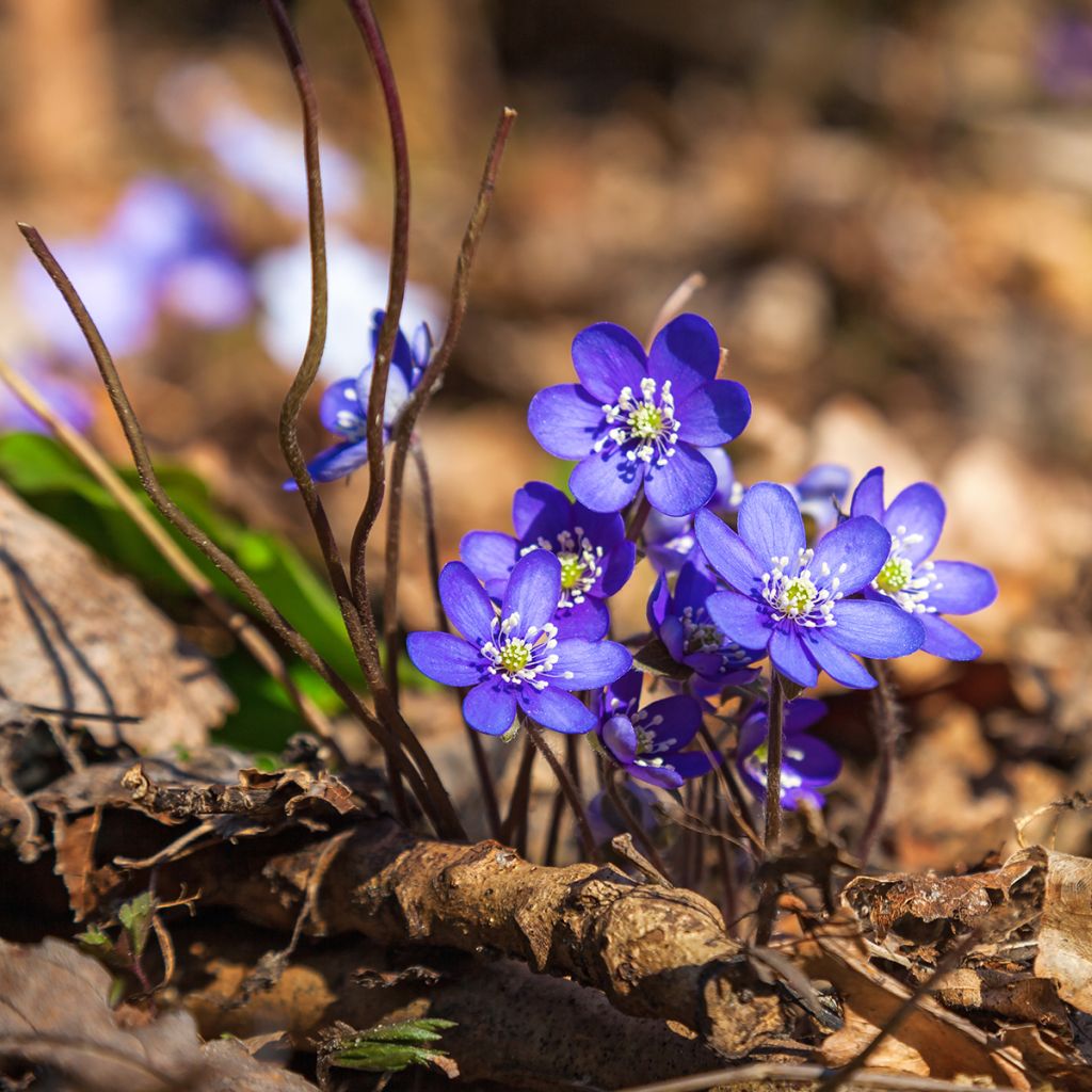 Hepatica nobilis - Anémone Hépatique