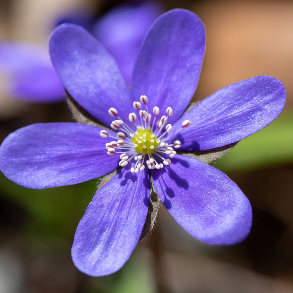 Hepatica nobilis - Anémone Hépatique