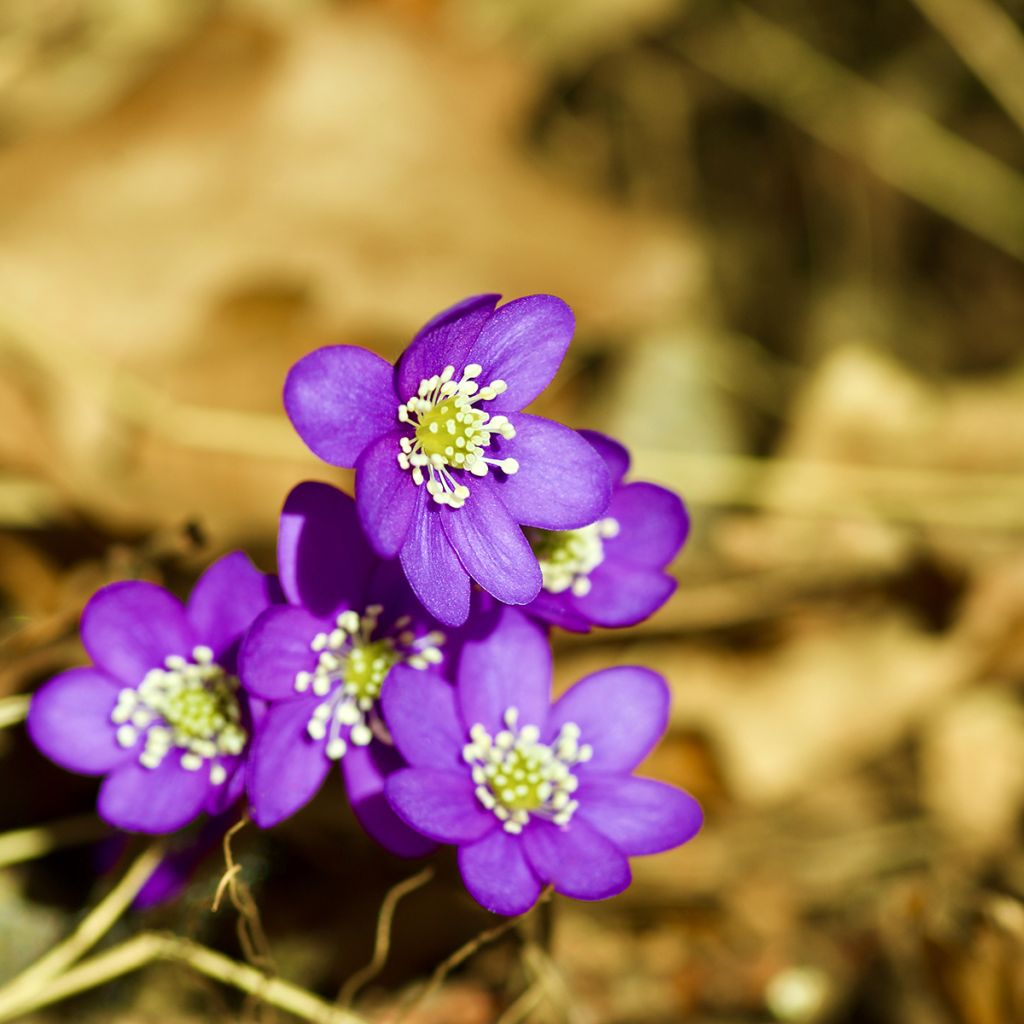 Hepatica nobilis Purple Forest - Anémone hépatique