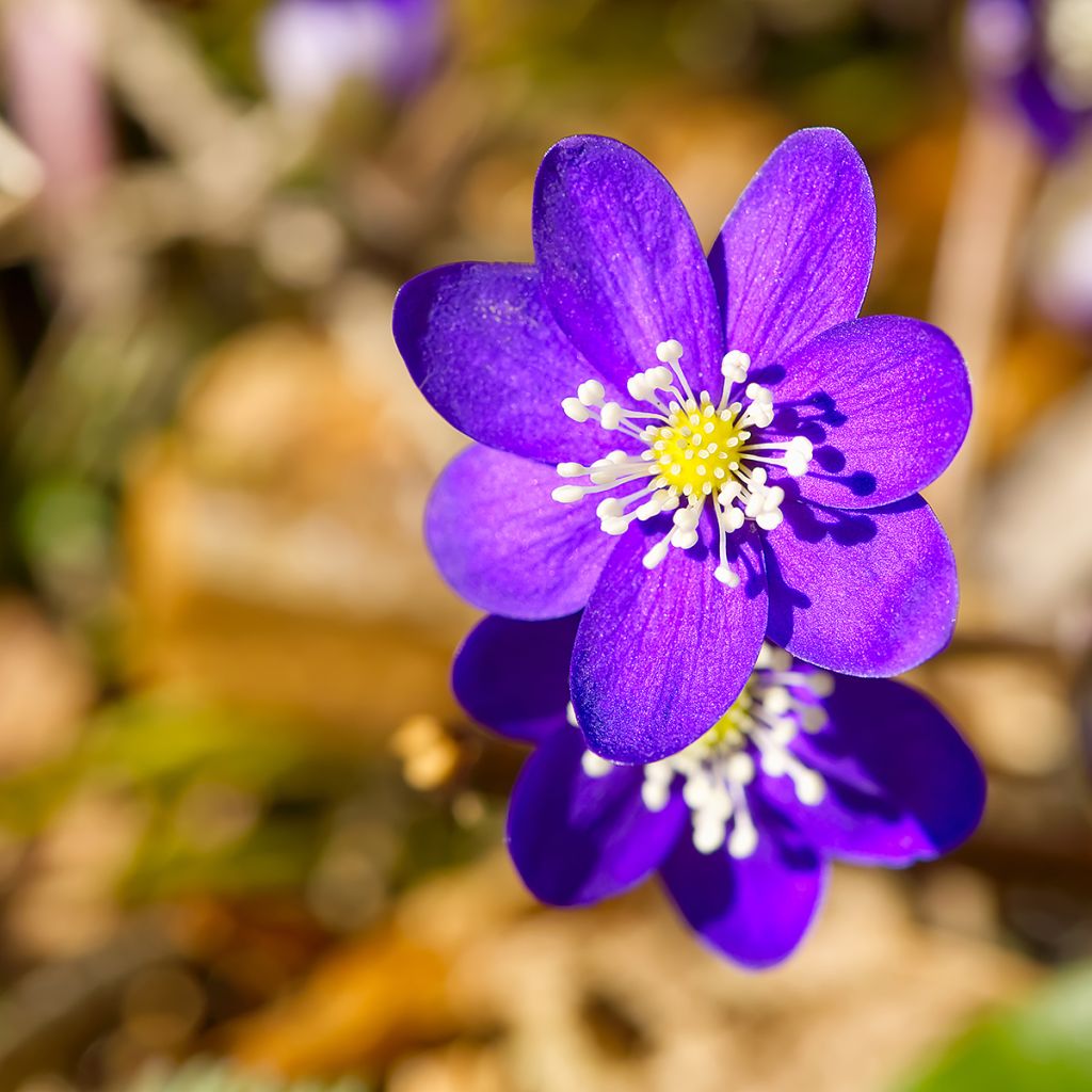 Hepatica nobilis Purple Forest - Anémone hépatique