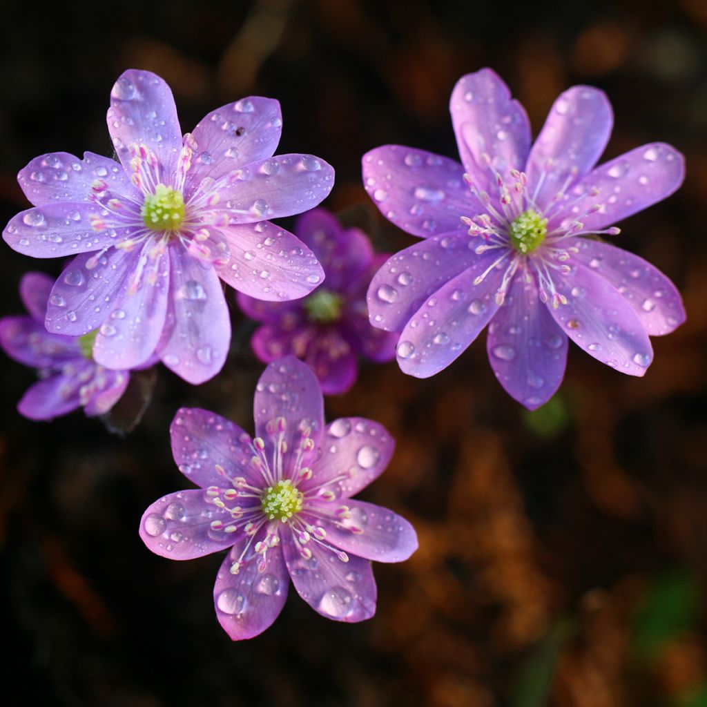 Hepatica nobilis Rosea, Anémone Hépatique