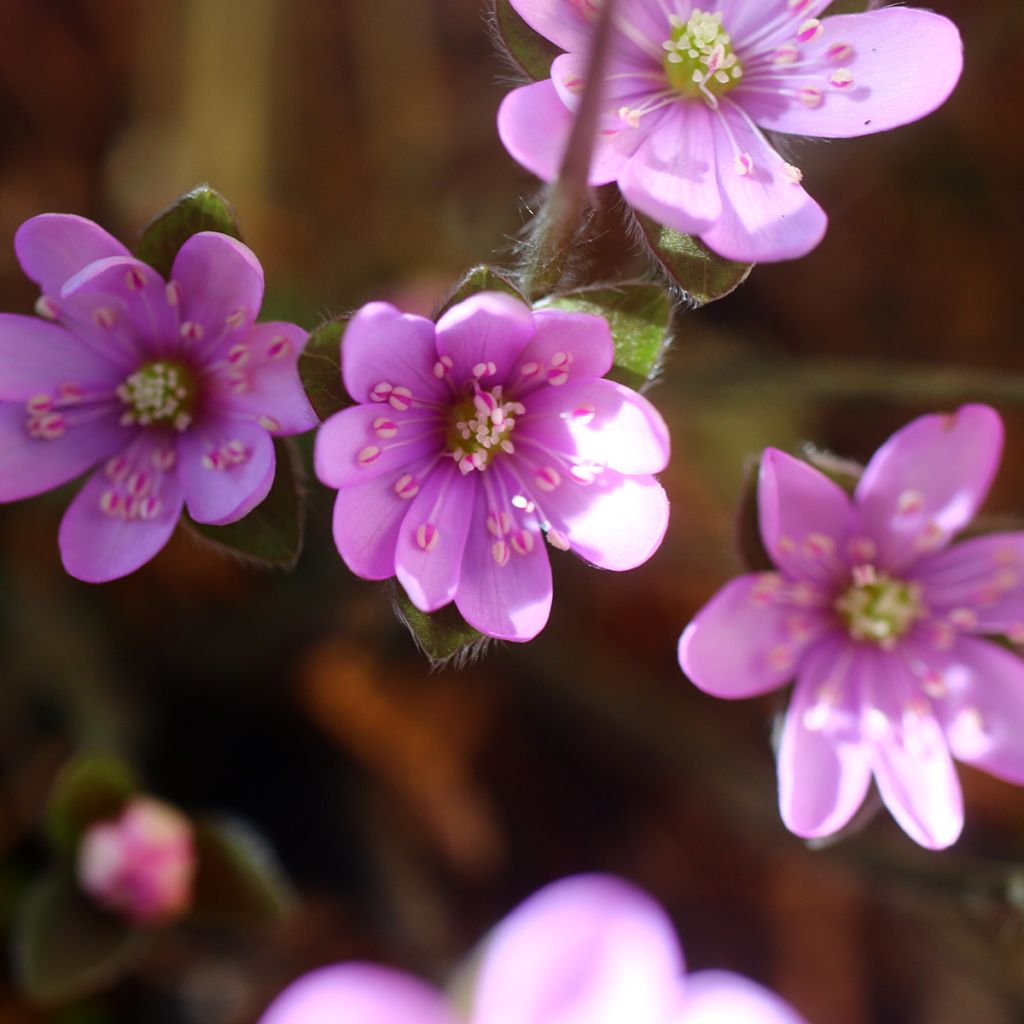 Hepatica nobilis Rosea, Anémone Hépatique