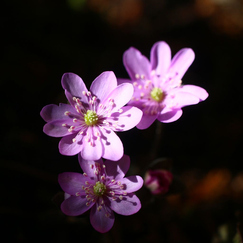 Hepatica nobilis Rosea, Anémone Hépatique