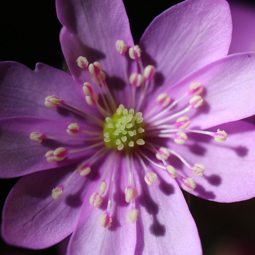 Hepatica nobilis Rosea, Anémone Hépatique