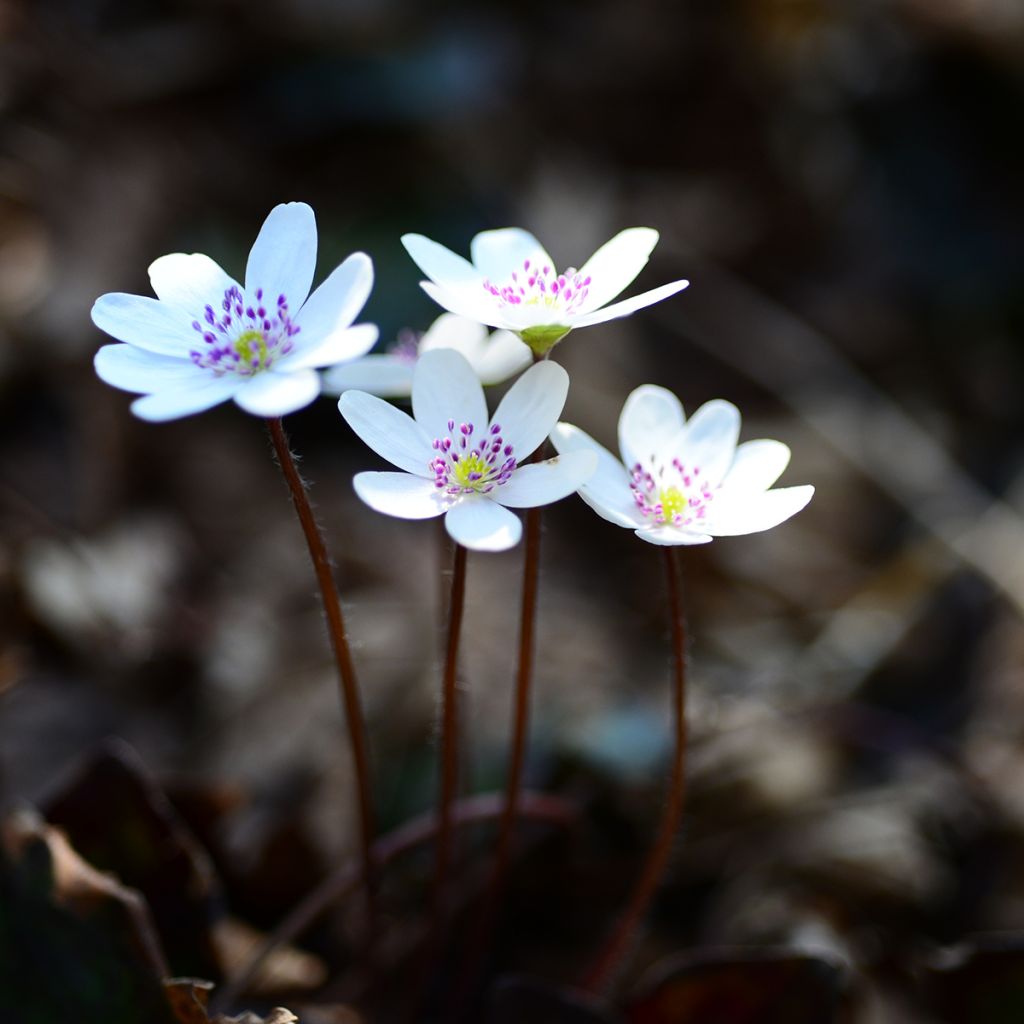 Hepatica nobilis White Forest - Anémone hépatique