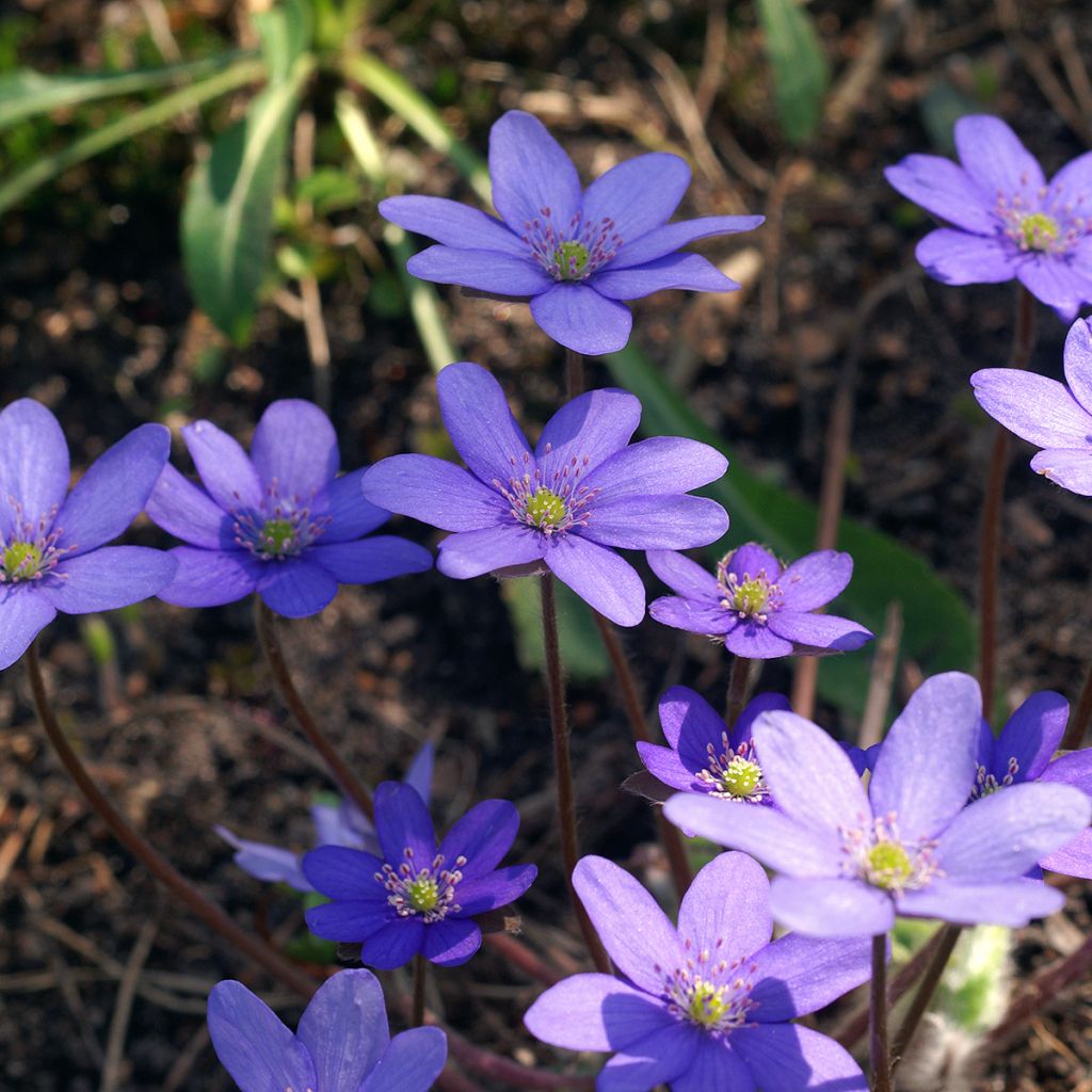 Hepatica transsilvanica De Buis, Anémone Hépatique