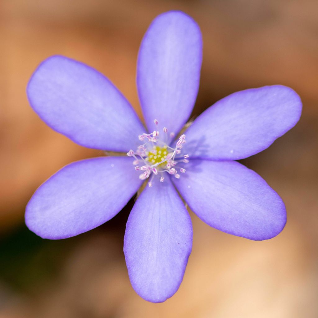 Hepatica transsilvanica De Buis, Anémone Hépatique