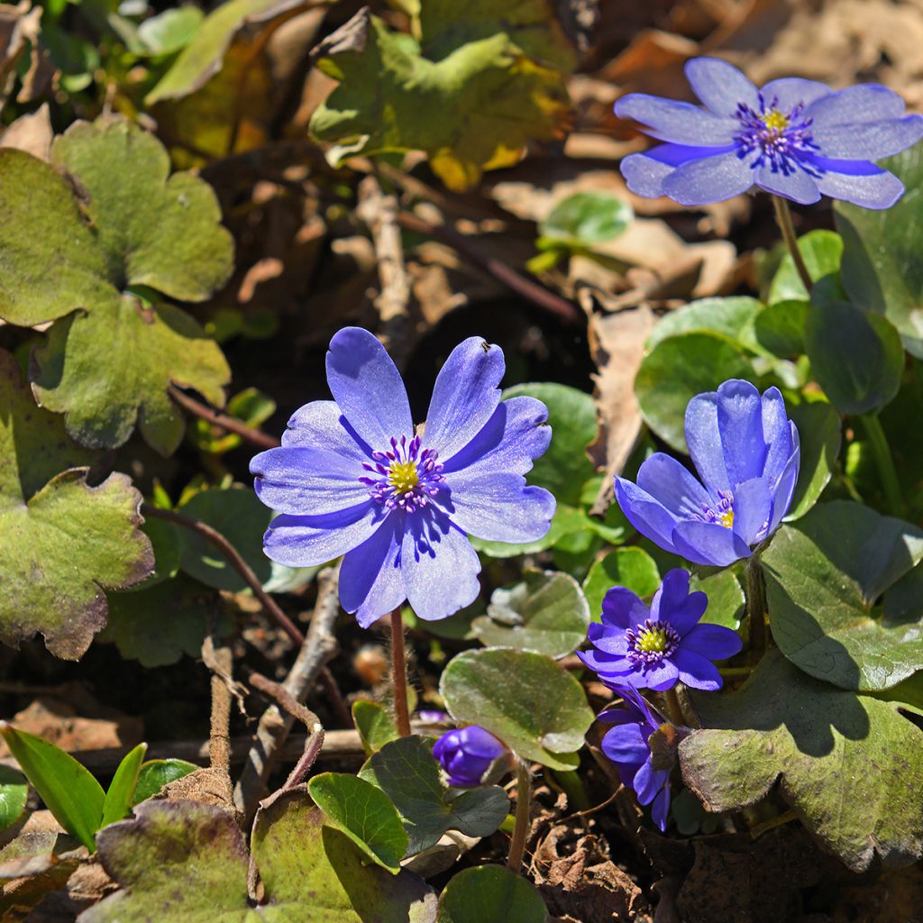 Hepatica transsilvanica De Buis, Anémone Hépatique