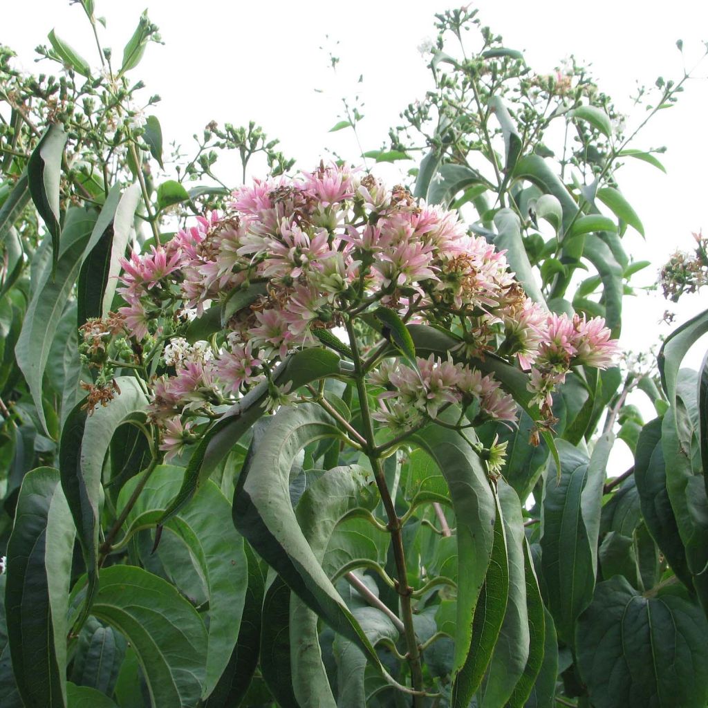 Heptacodium miconioides Tianshan - Arbre aux 7 fleurs