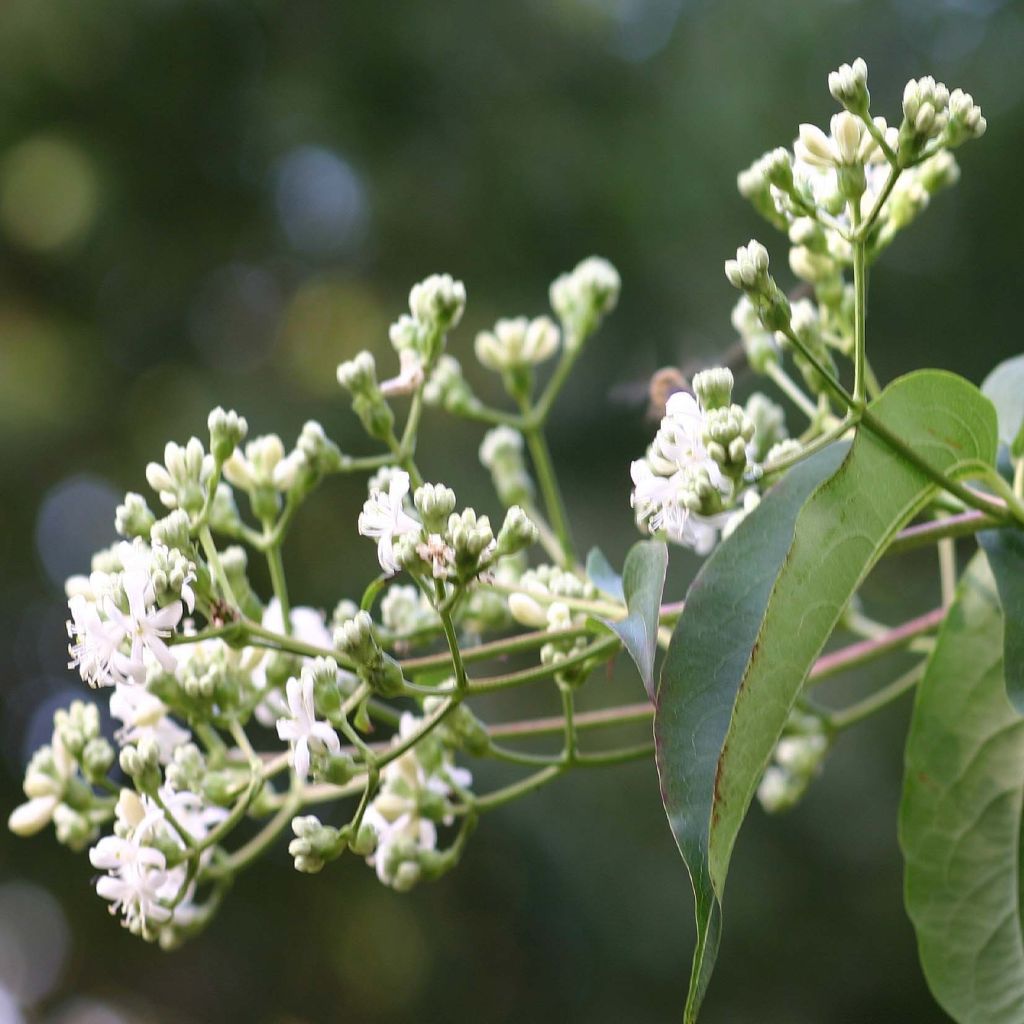 Heptacodium miconioides Tianshan - Arbre aux 7 fleurs