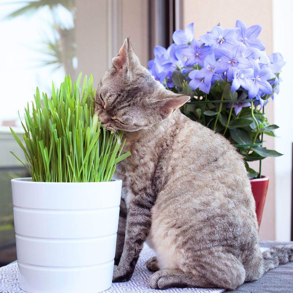 Herbe-à-chat - Mélange de graminés