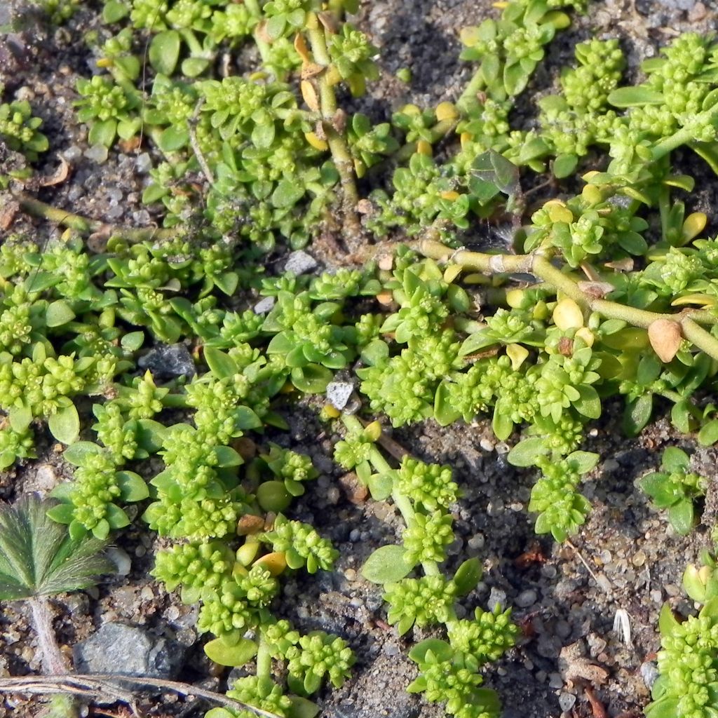 Herniaria glabra - Turquette