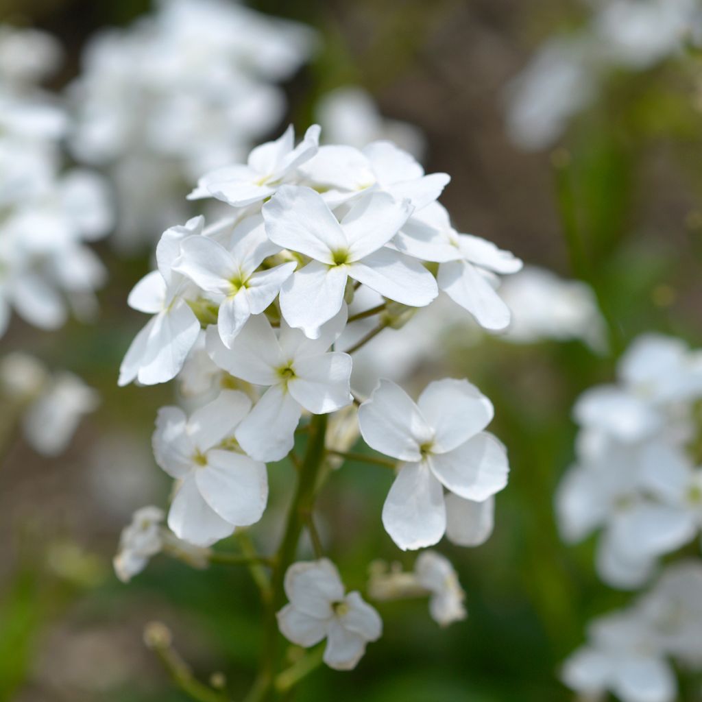 Hesperis matronalis Alba - Julienne des dames Blanche 