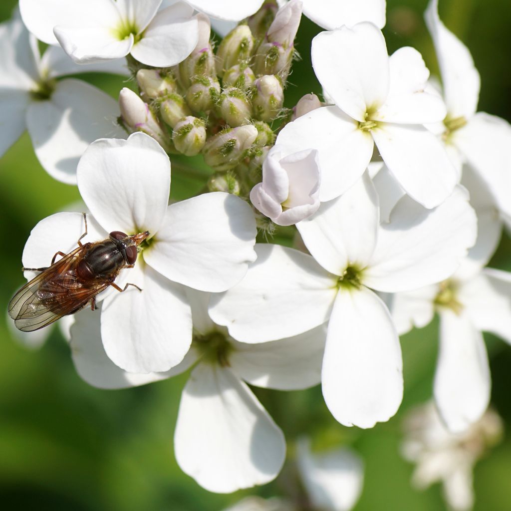 Hesperis matronalis Alba - Julienne des dames Blanche 