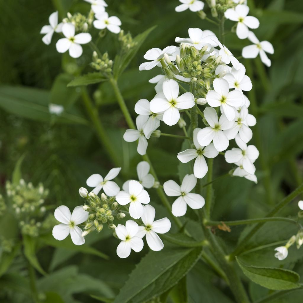 Hesperis matronalis Alba - Julienne des dames Blanche 