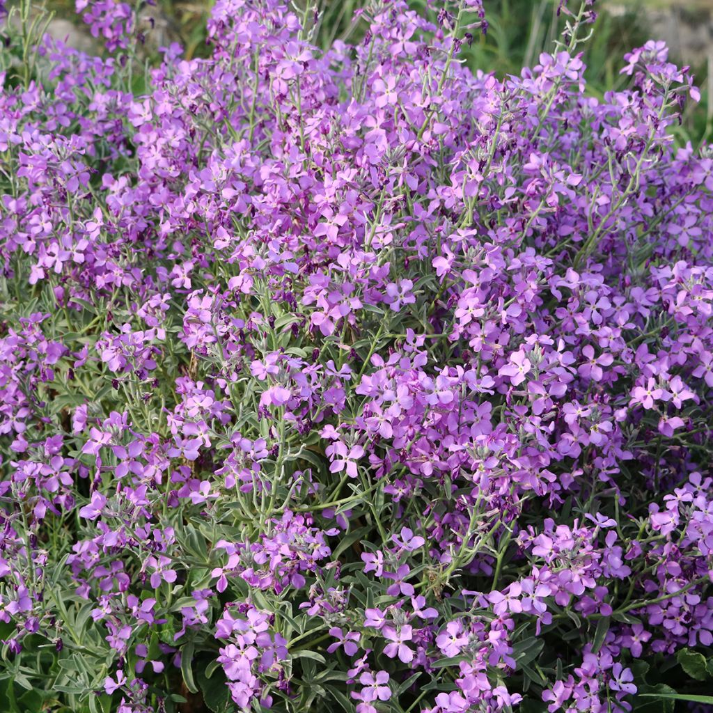 Hesperis matronalis - Julienne des Dames