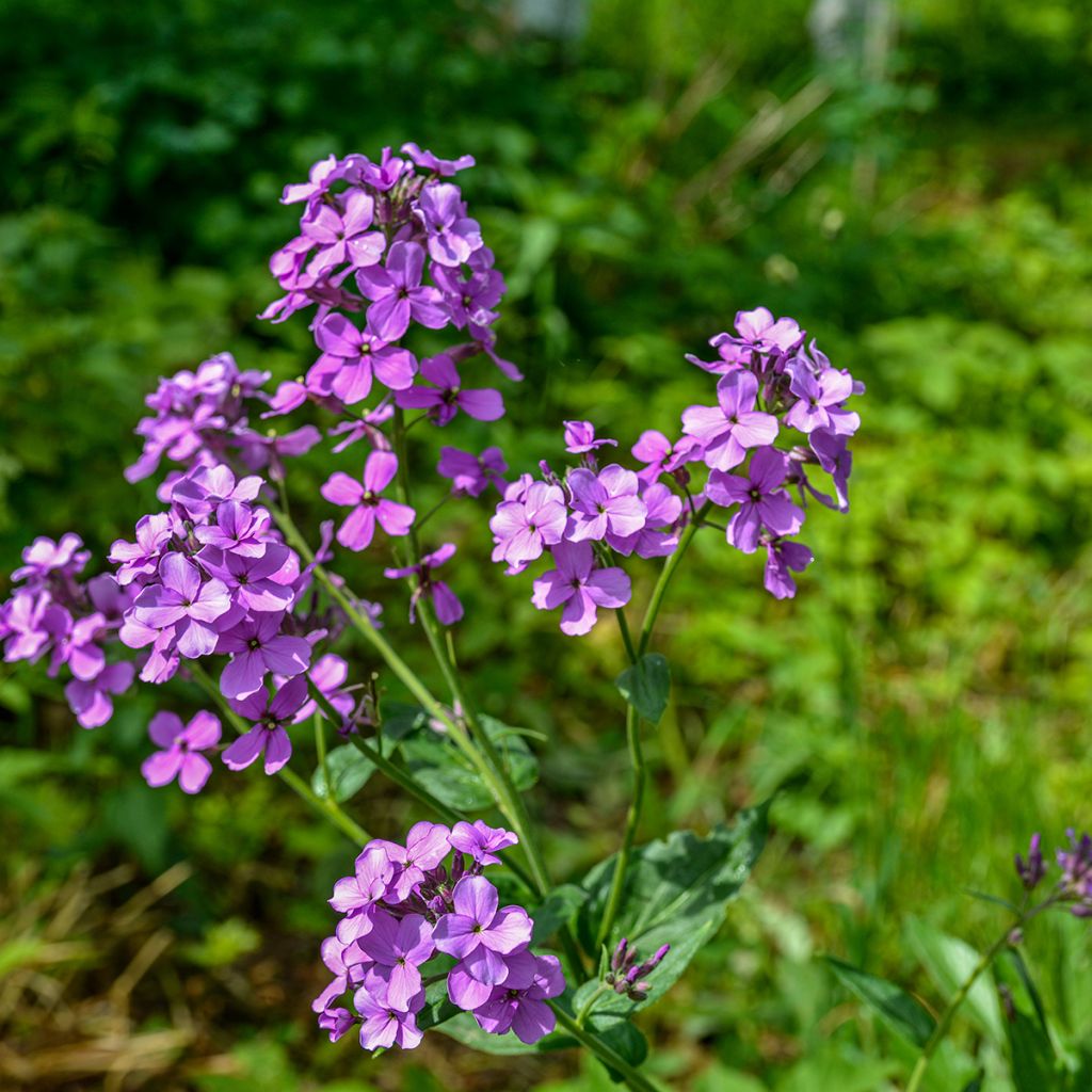 Hesperis matronalis - Julienne des Dames