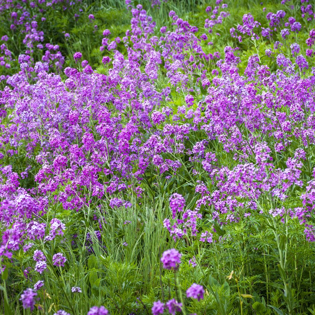 Hesperis matronalis - Julienne des Dames