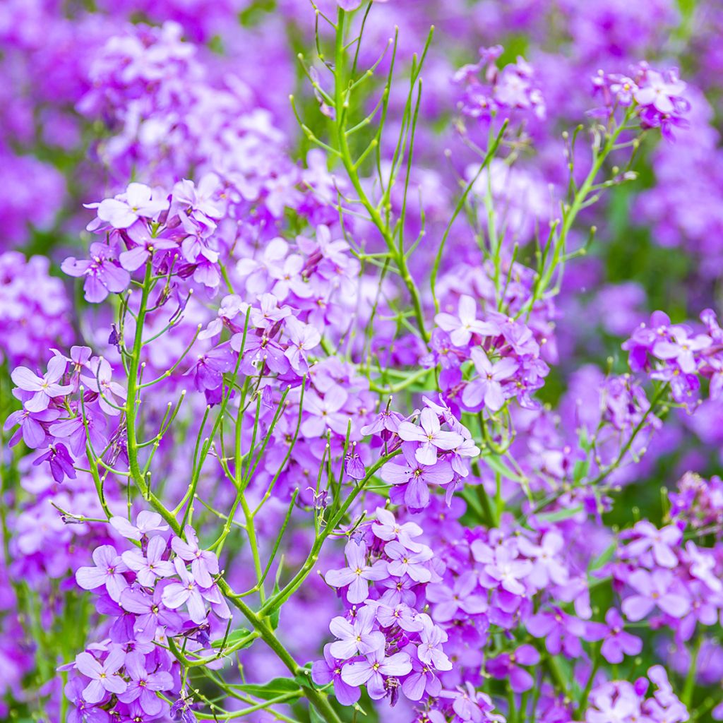 Hesperis matronalis - Julienne des Dames