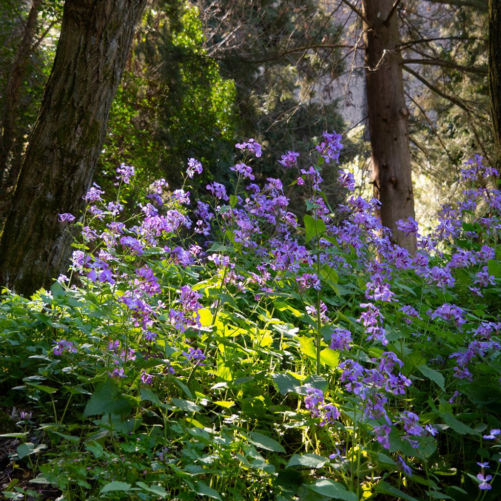 Hesperis matronalis - Julienne des Dames