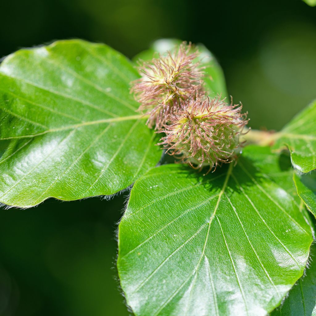 Hêtre commun - Fagus sylvatica