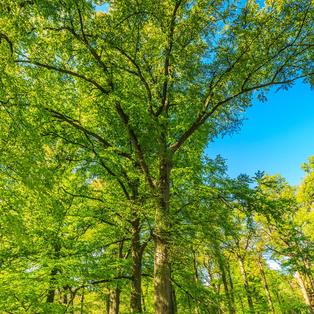 Hêtre commun - Fagus sylvatica