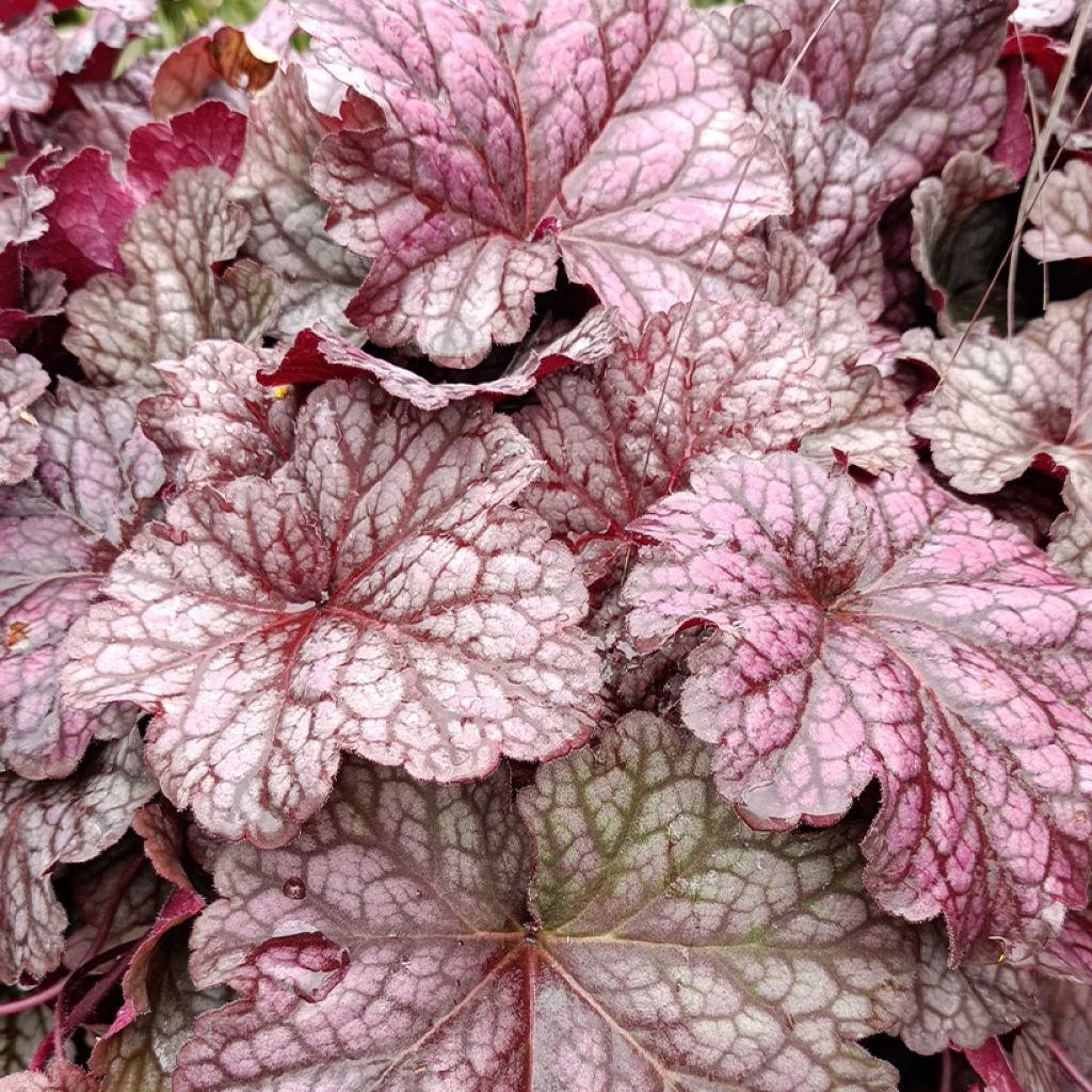 Heuchère - Heuchera Berry Smoothie