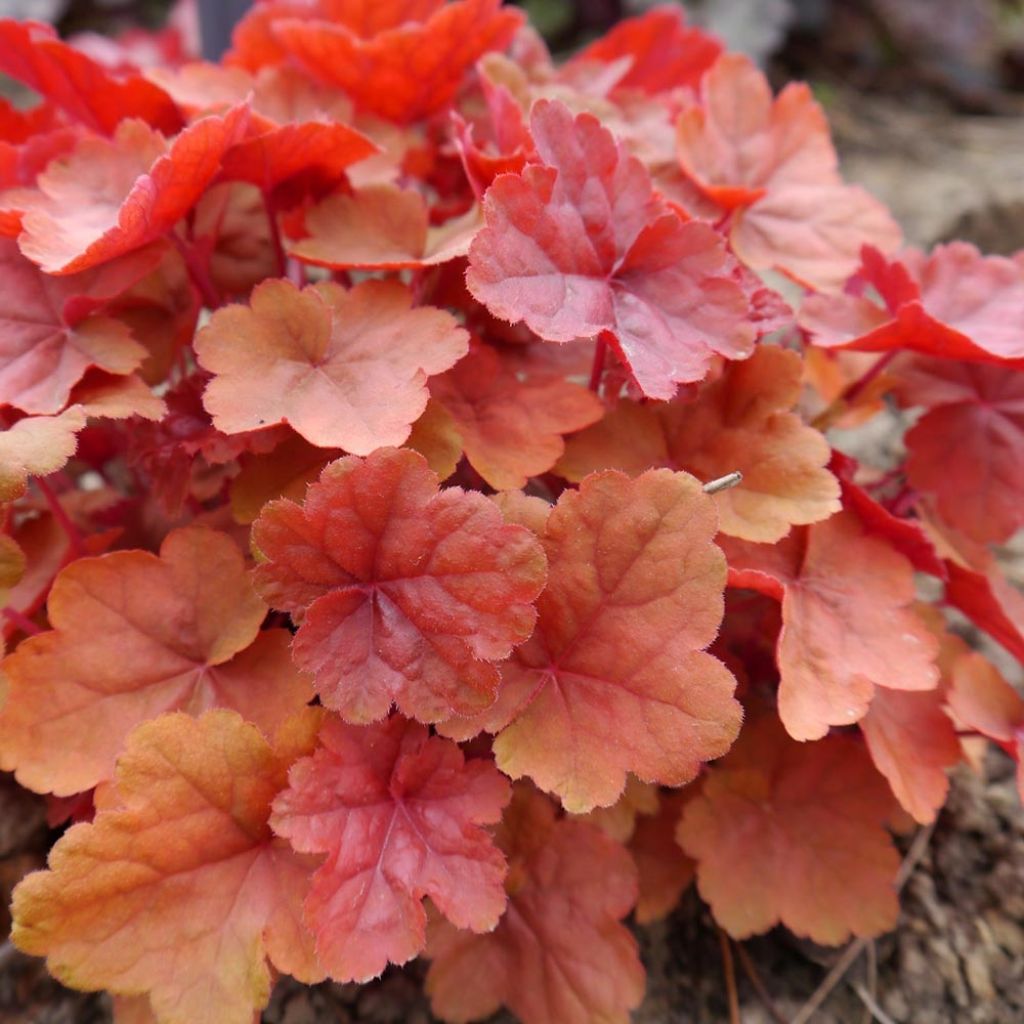 Heuchera Caribbean Sea - Heuchère