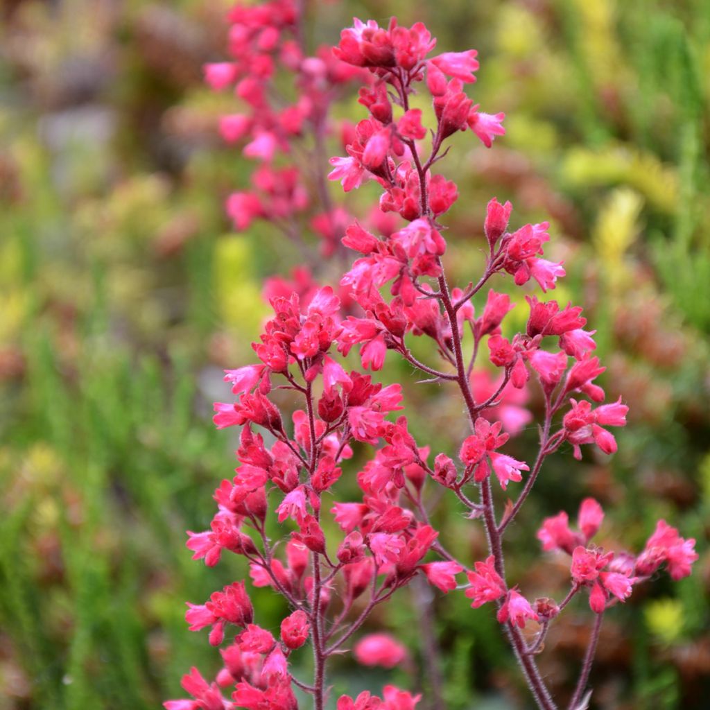 Heuchera Flower Power - Heuchère