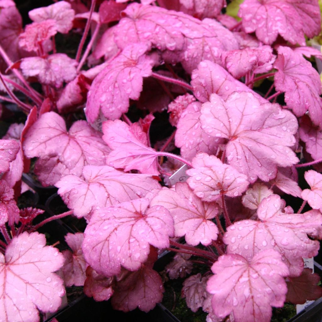 Heuchère - Heuchera Georgia Plum