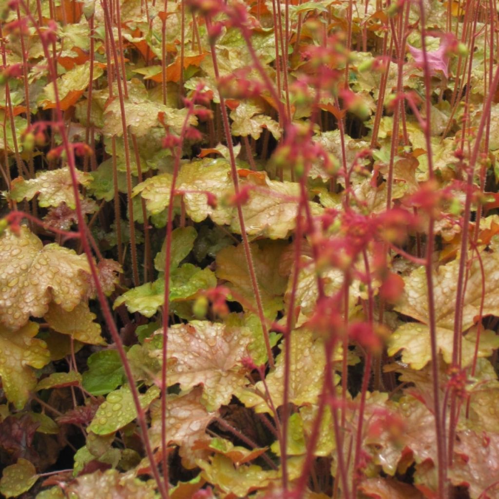 Heuchère - Heuchera Ginger Ale