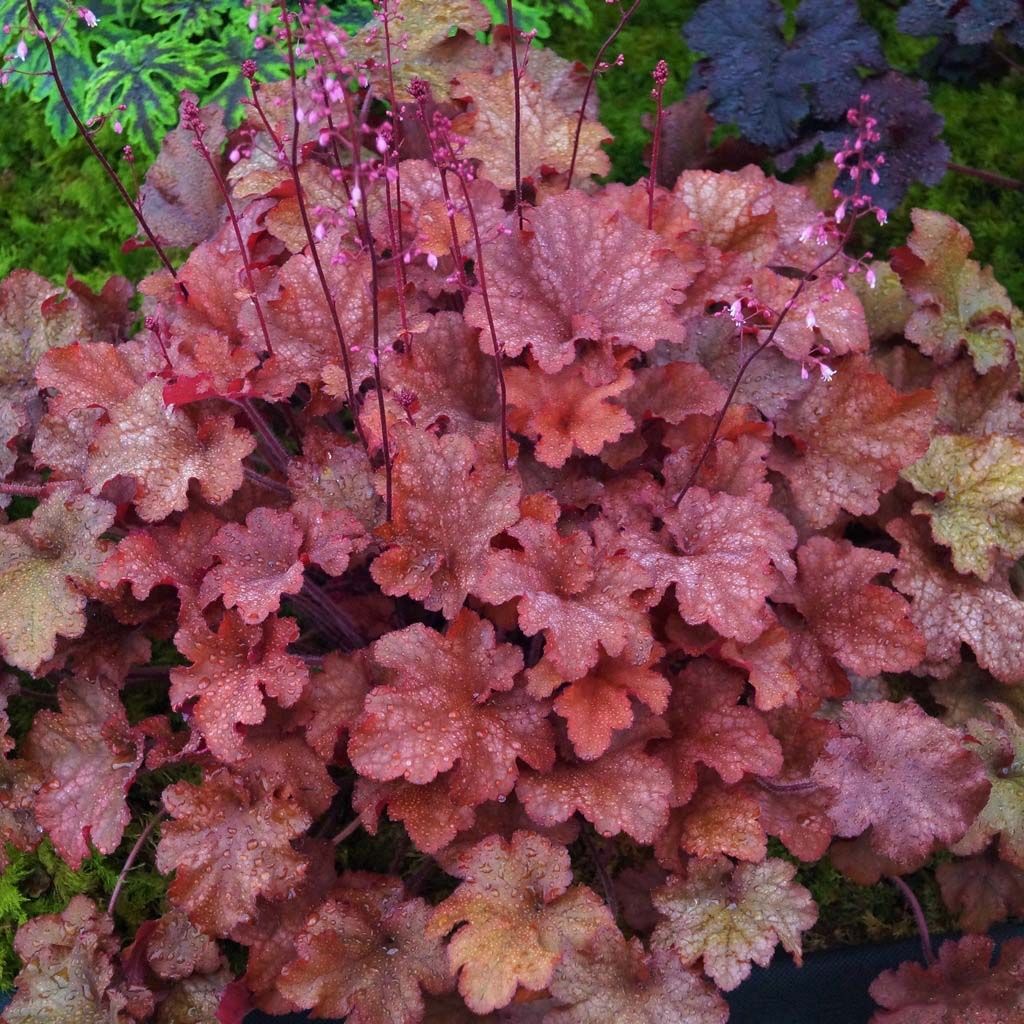 Heuchera Indian Summer Cranberry - Heuchère