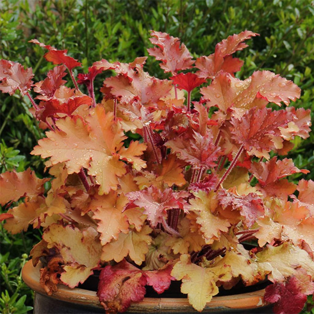 Heuchère - Heuchera Marmelade