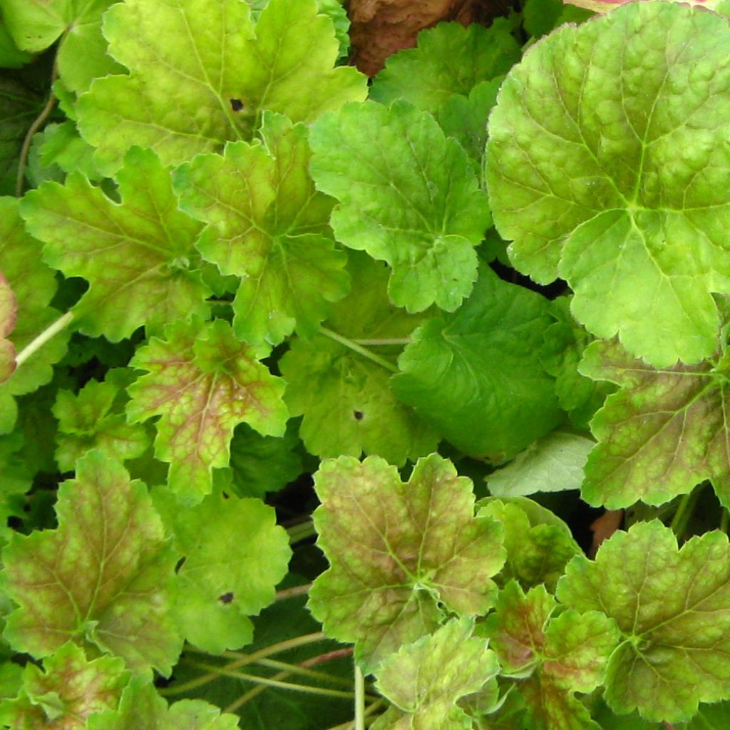 Heuchère -  Heuchera Miracle